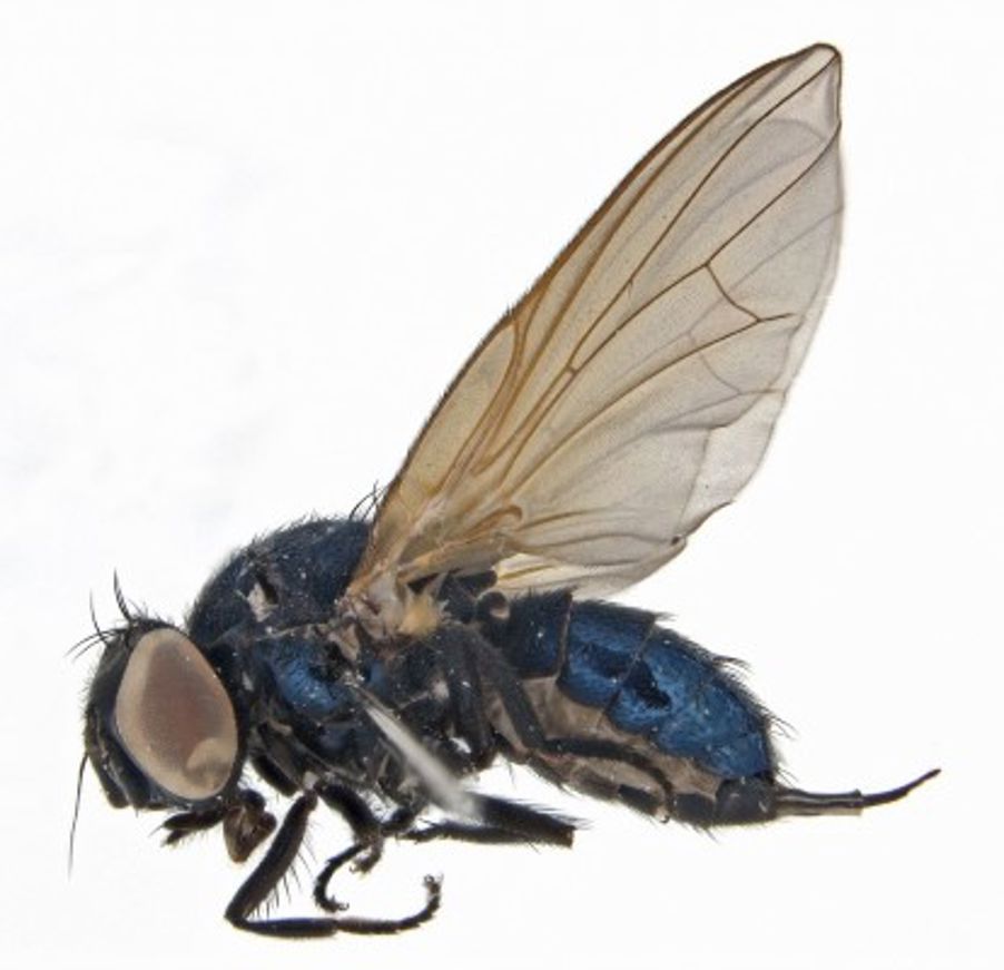 Foto: Geir Søli, NHM