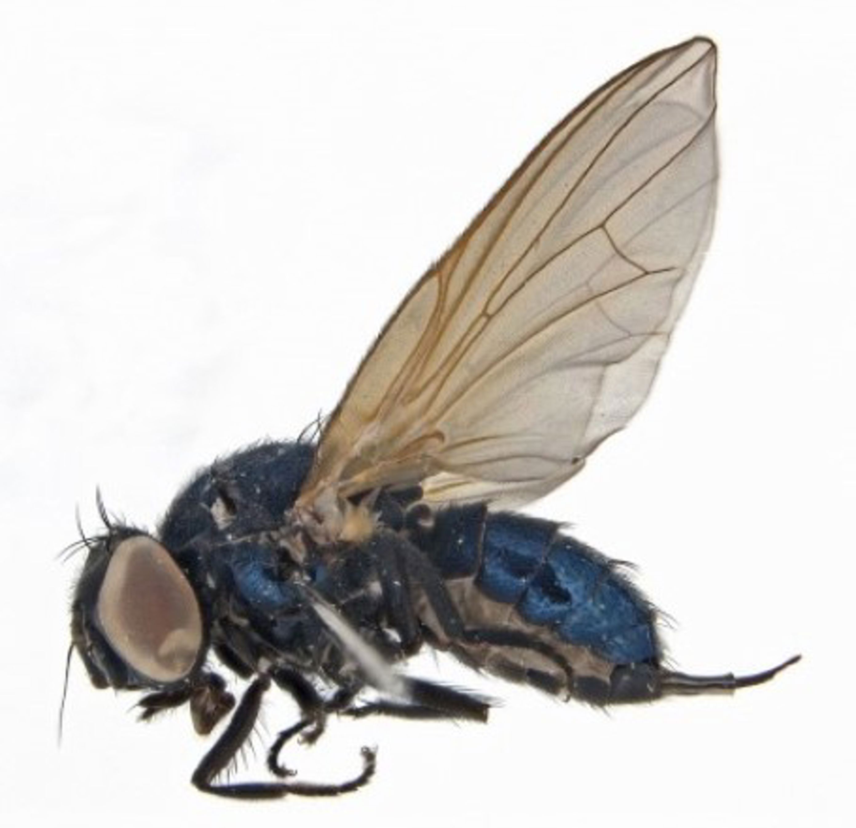 Foto: Geir Søli, NHM Foto: Geir Søli, NHM