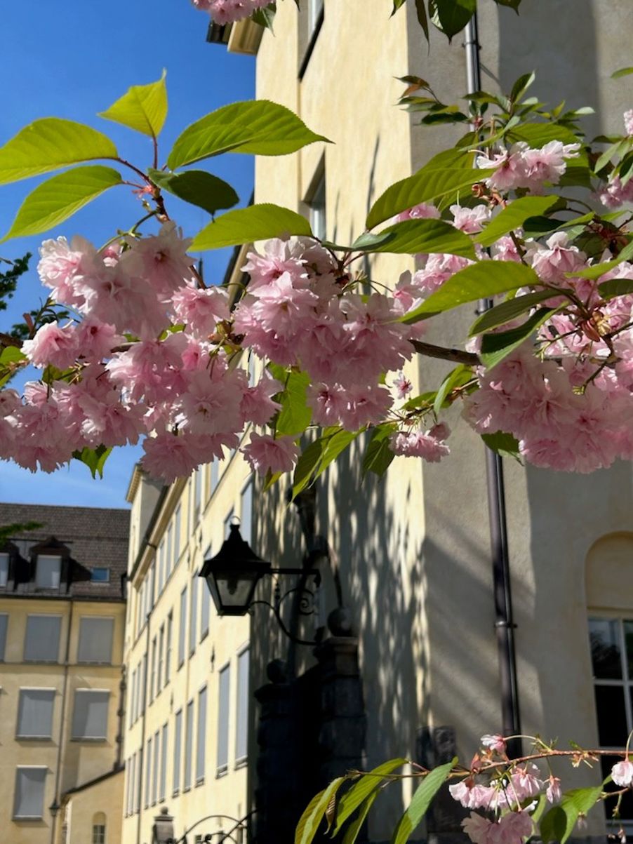 et tre med rosa blomster