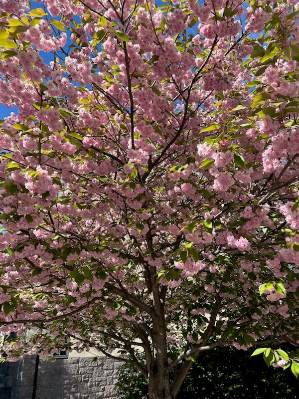 et tre med rosa blomster