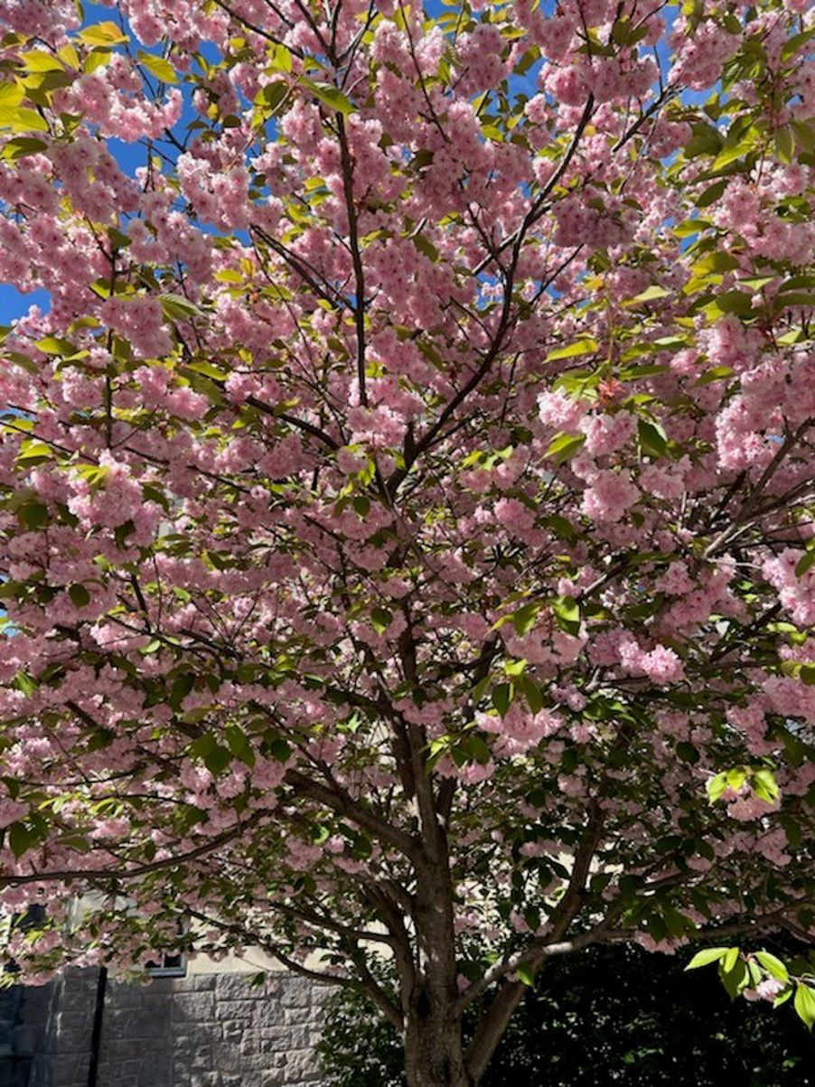 et tre med rosa blomster