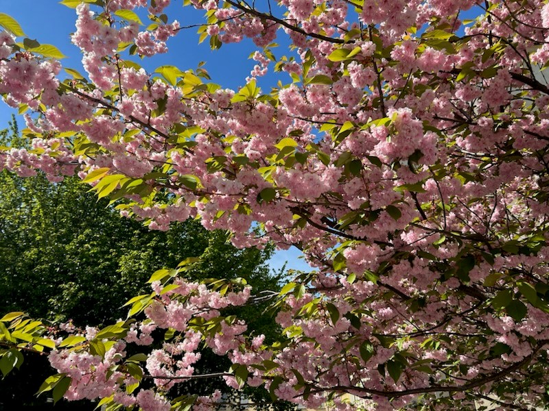 et tre med rosa blomster