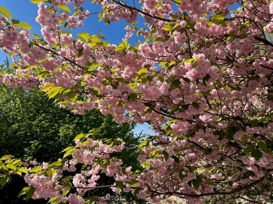 et tre med rosa blomster
