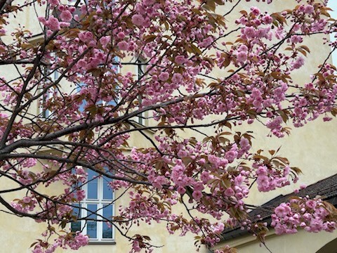 et tre med rosa blomster