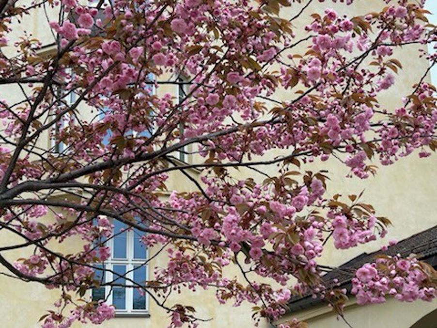 et tre med rosa blomster