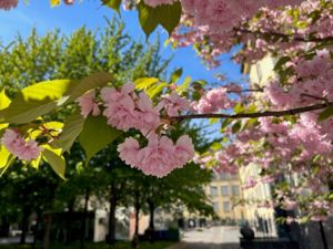 et tre med rosa blomster