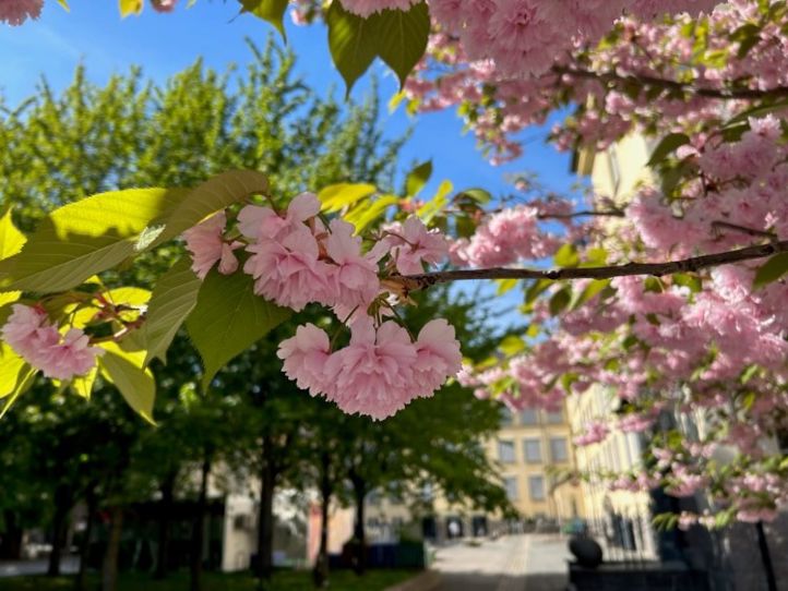 et tre med rosa blomster